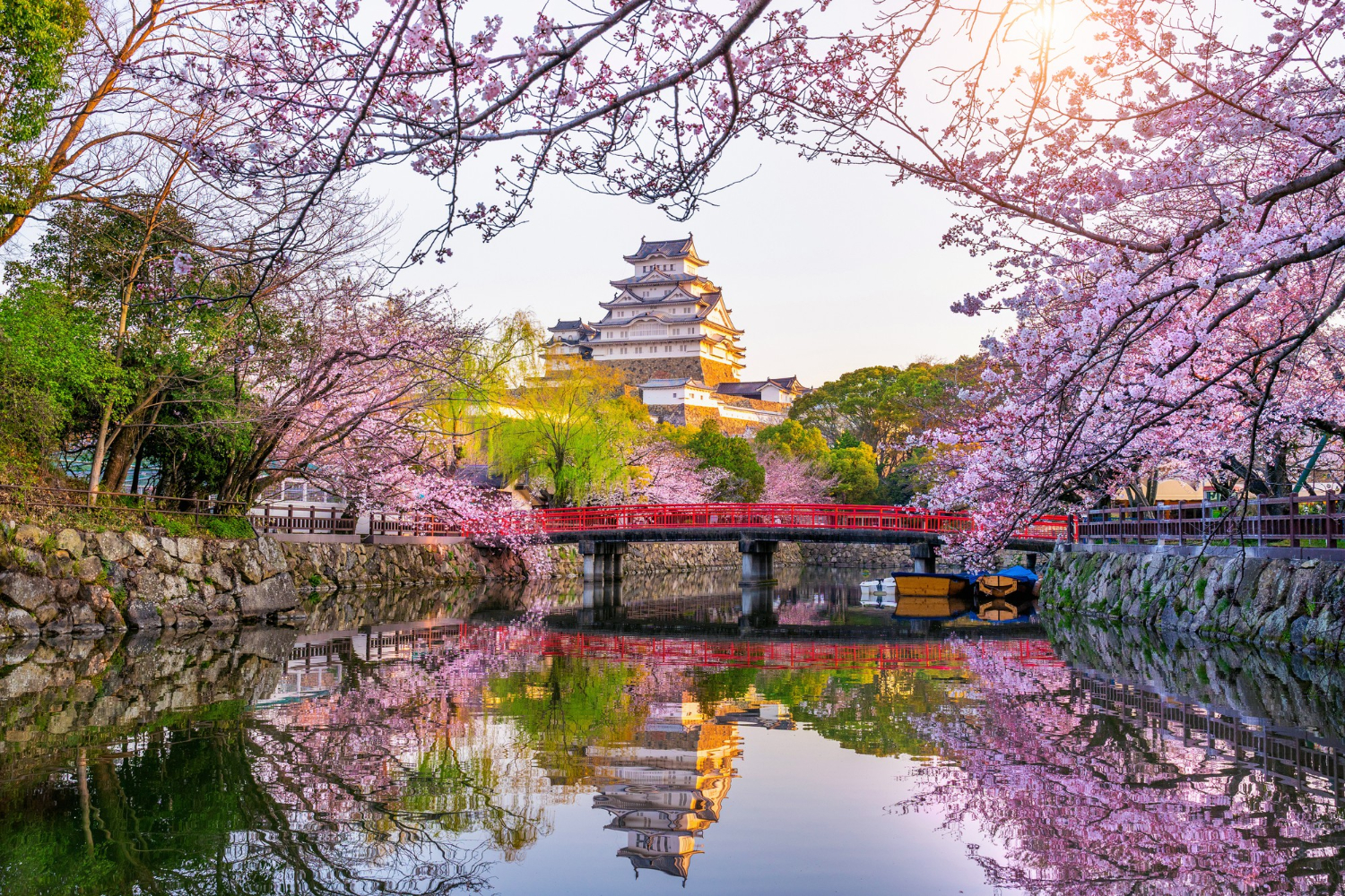 Fleurs de cerisier et château à Himeji au Japon.